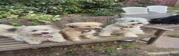Mixed Breed dogs for sale: Three unusual maltispitz needing loving homes in Market Drayton - Advert 1