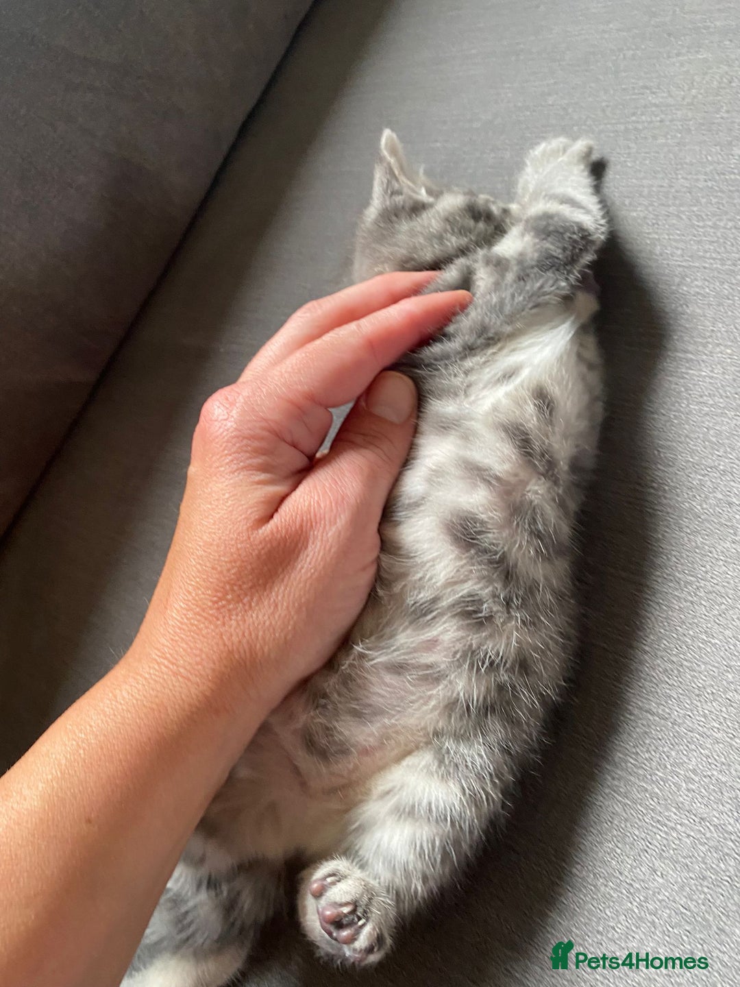 Mixed Breed cats for sale: Stunning kittens  - Image 16