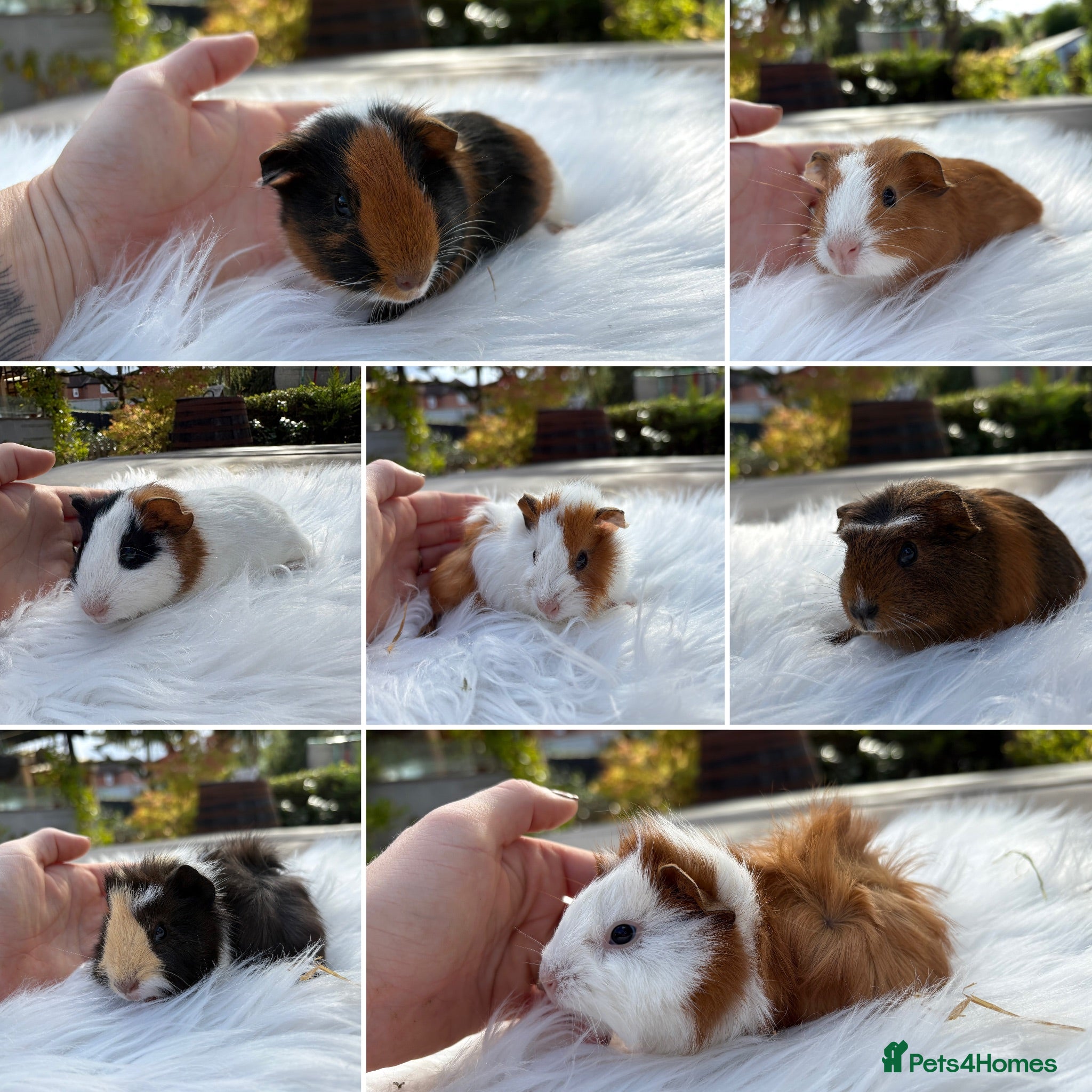 Guinea Pig rodents Baby guinea pigs, boys and girls - Advert 1