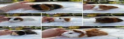 Guinea Pig rodents for sale: Baby guinea pigs, boys and girls - Advert 1