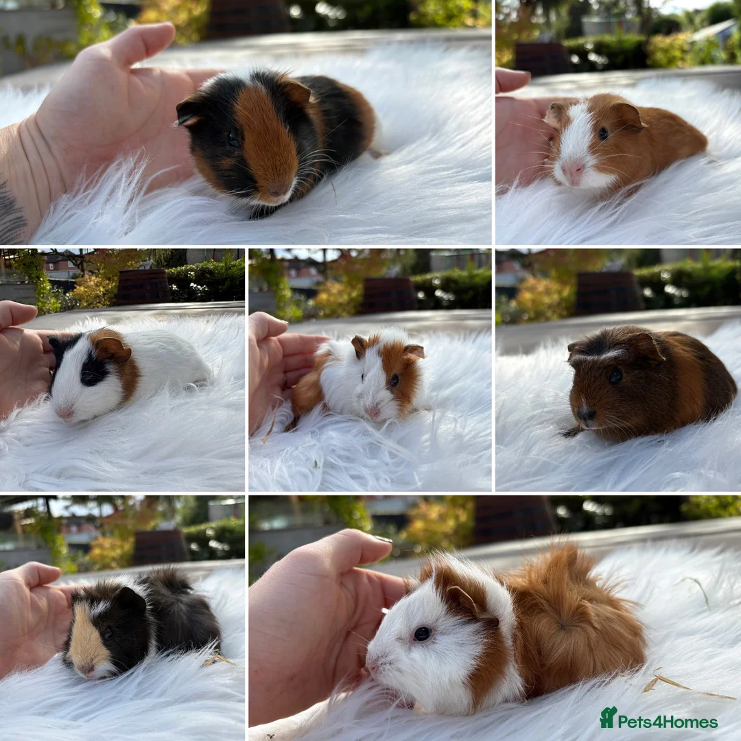 Guinea Pig rodents for sale: Baby guinea pigs, boys and girls - Advert 1