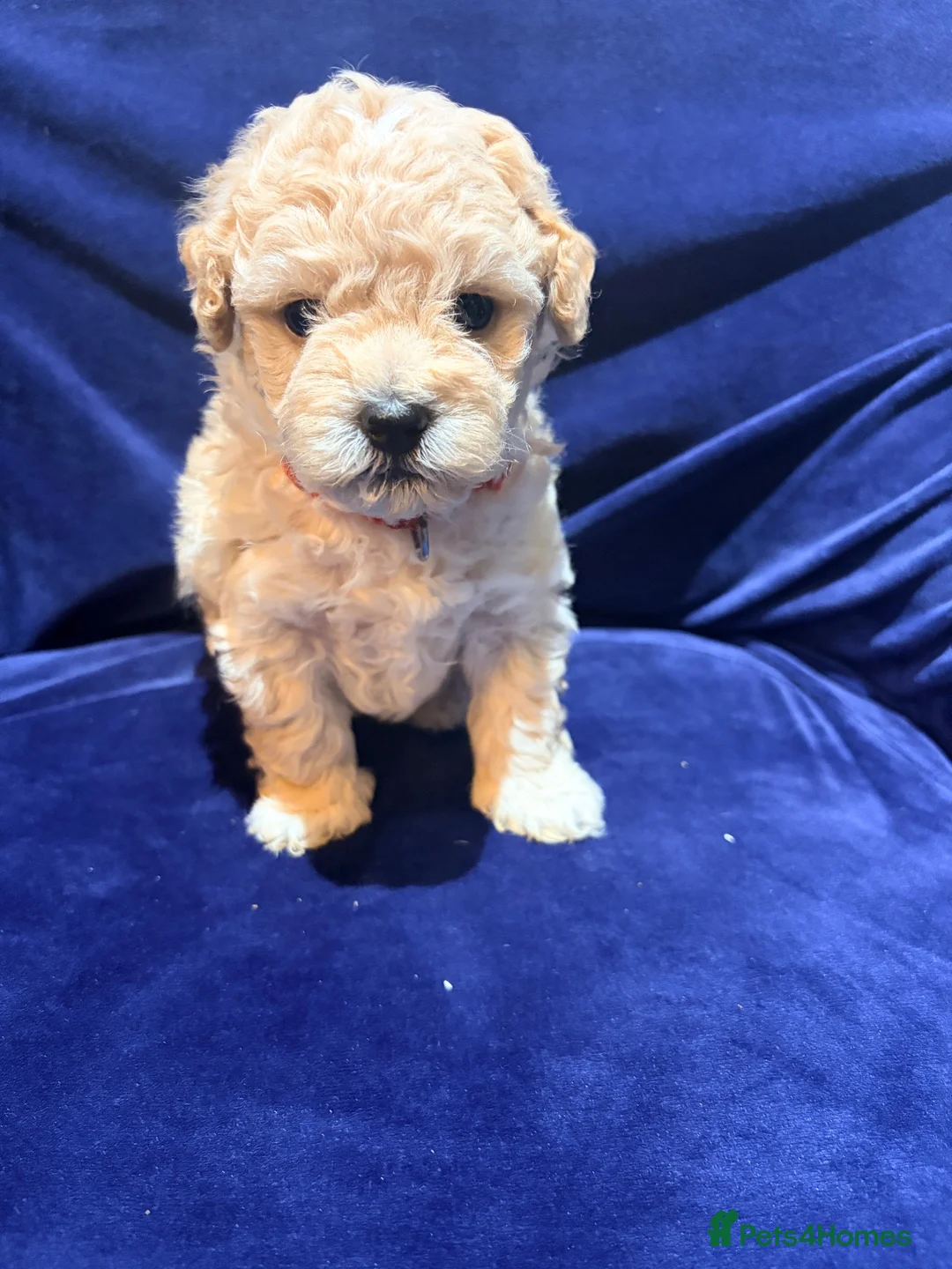 Poochon dogs for sale: Toy poodle/bichon - Advert 18