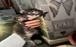 Mixed Breed cats for sale: 2 male 2 female beautiful kittens - Image 6