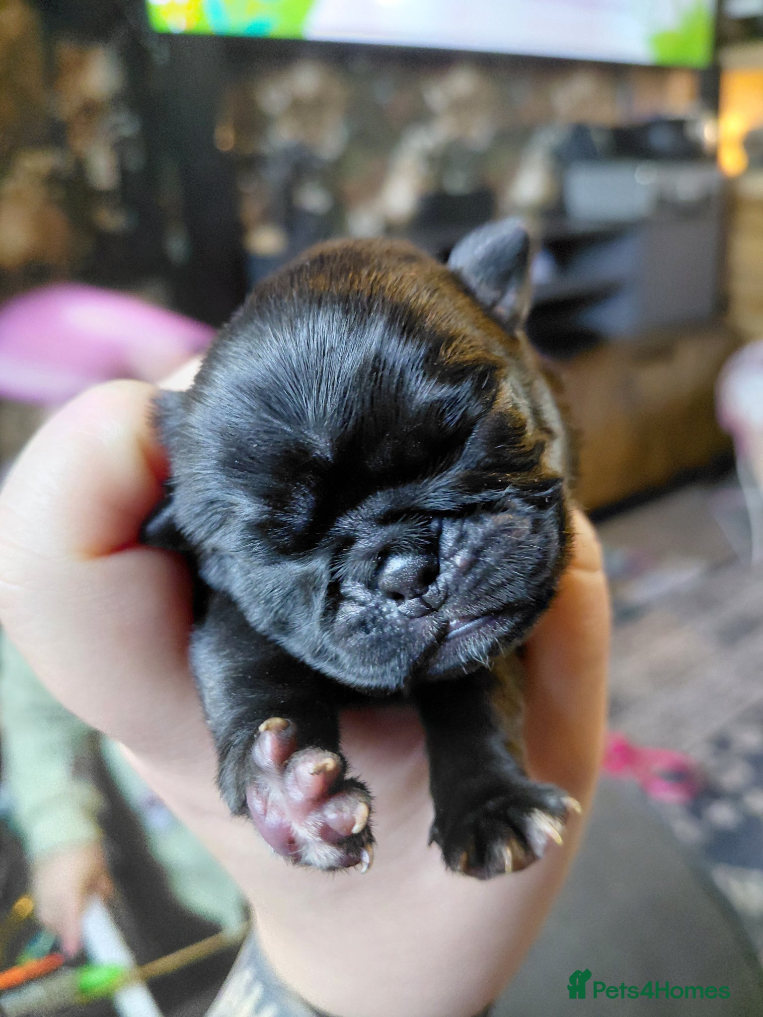 Pug dogs 2 female pug puppies ready in 7 weeks - Advert 1