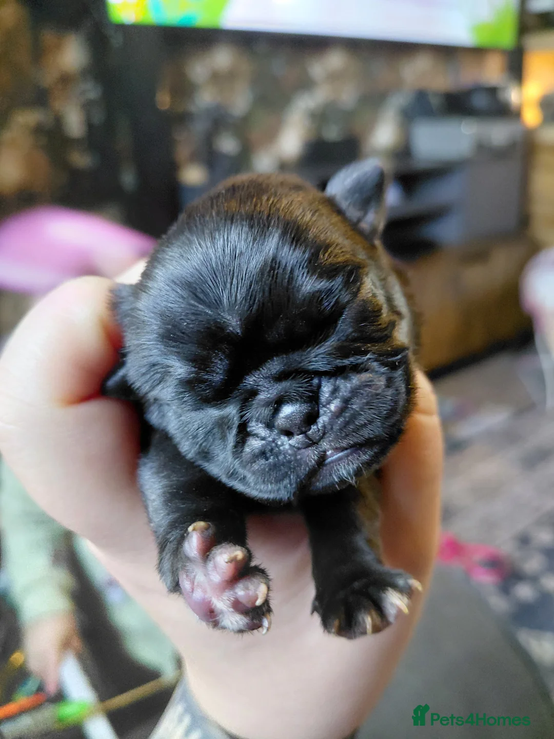 Pug dogs for sale: 2 female pug puppies ready in 7 weeks in Saint Austell - Advert 1