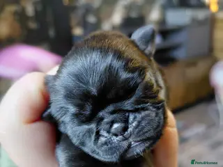Pug dogs 2 female pug puppies ready in 7 weeks - Advert 1