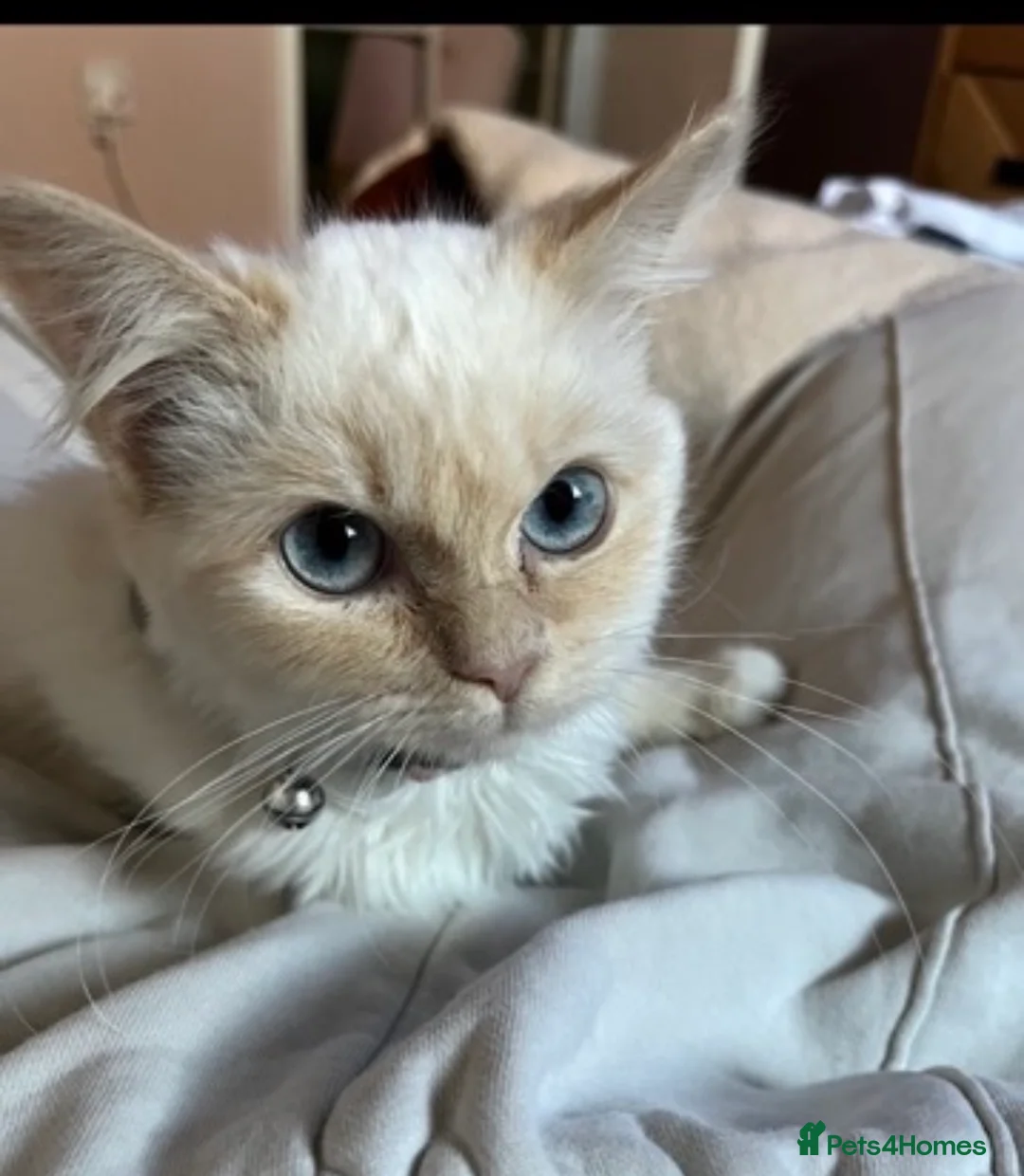 Ragdoll cats for sale: One male ragdoll for sale flame point  in Hereford - Advert 7