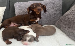 Miniature Dachshund dogs for sale: Miniature Dachshund Puppies  - Image 7