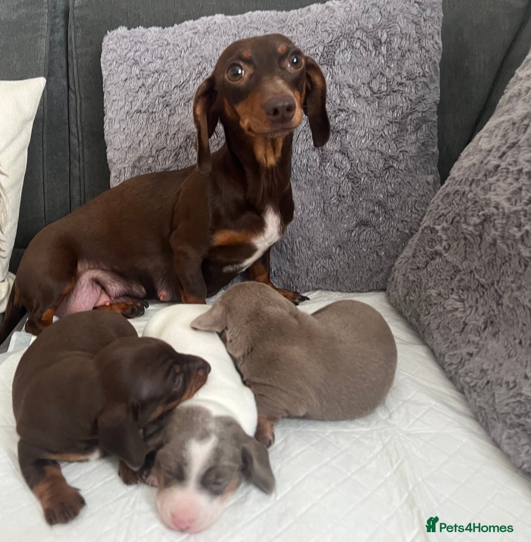 Miniature Dachshund dogs for sale: Miniature Dachshund Puppies  - Image 7