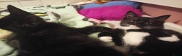 Mixed Breed cats for sale: 2 kittens  - Advert 4