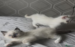 Ragdoll cats for sale: Microchipped Ragdoll kittens ⭐️white and blue eyes - Image 3