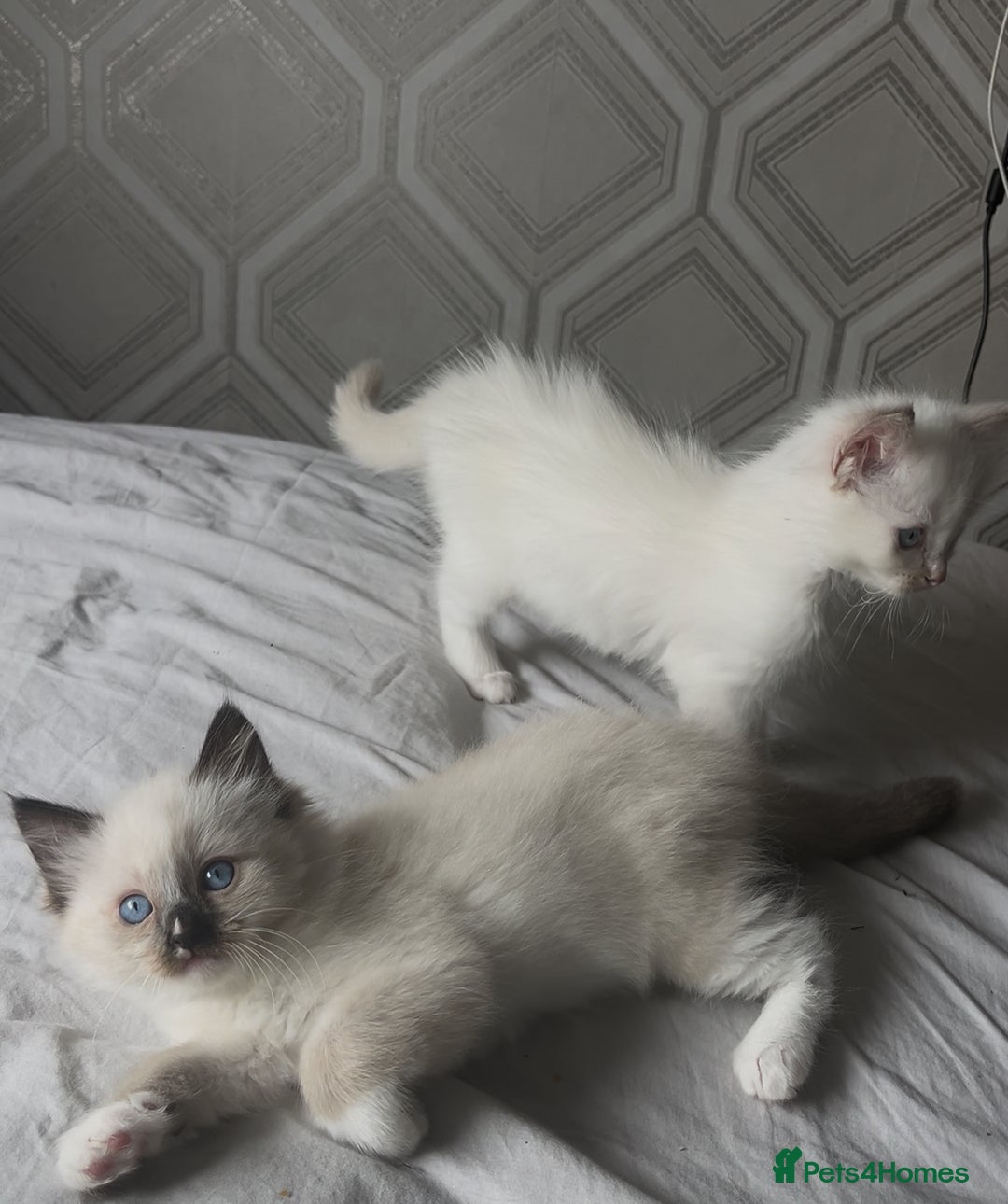 Ragdoll cats for sale: Microchipped Ragdoll kittens ⭐️white and blue eyes - Image 3