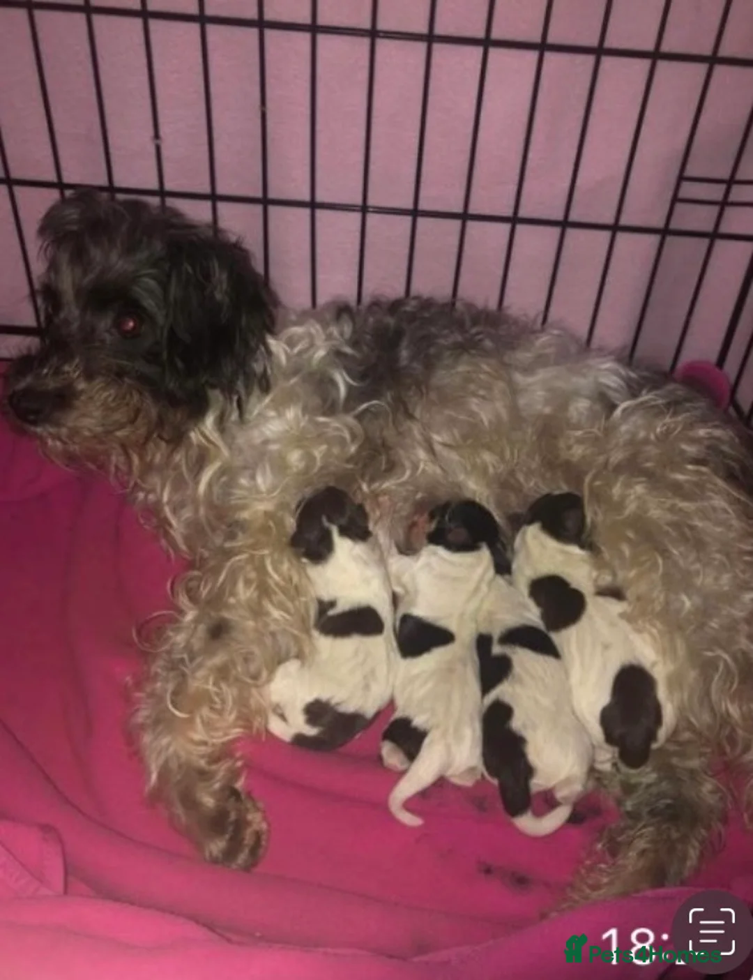 Miniature Schnauzer dogs for stud: CHOCOLATE / WHITE MINIATURE SCHNAUZER AT STUD in Coventry - Advert 10