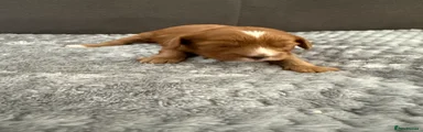 Cavapoo 4