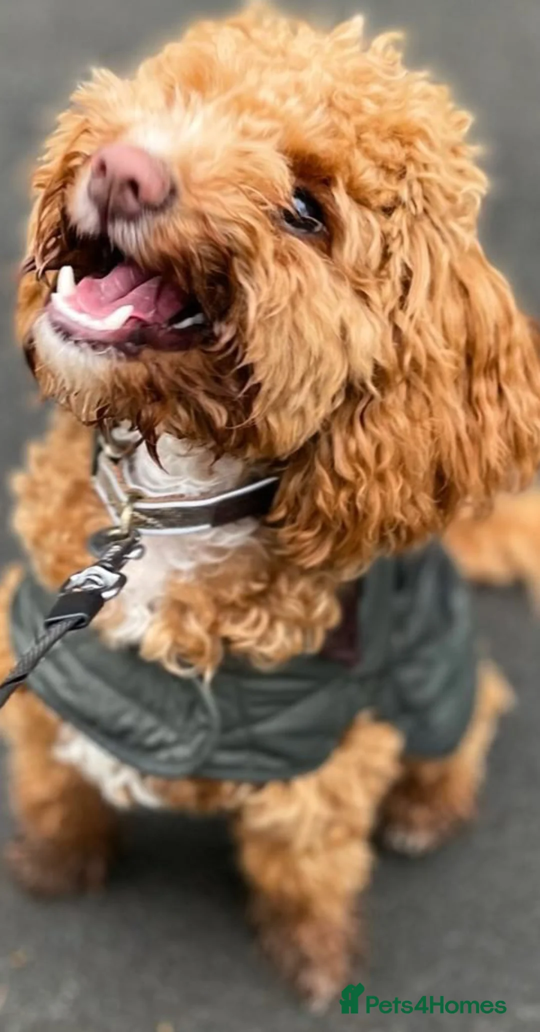 Gallery Image {{count}}