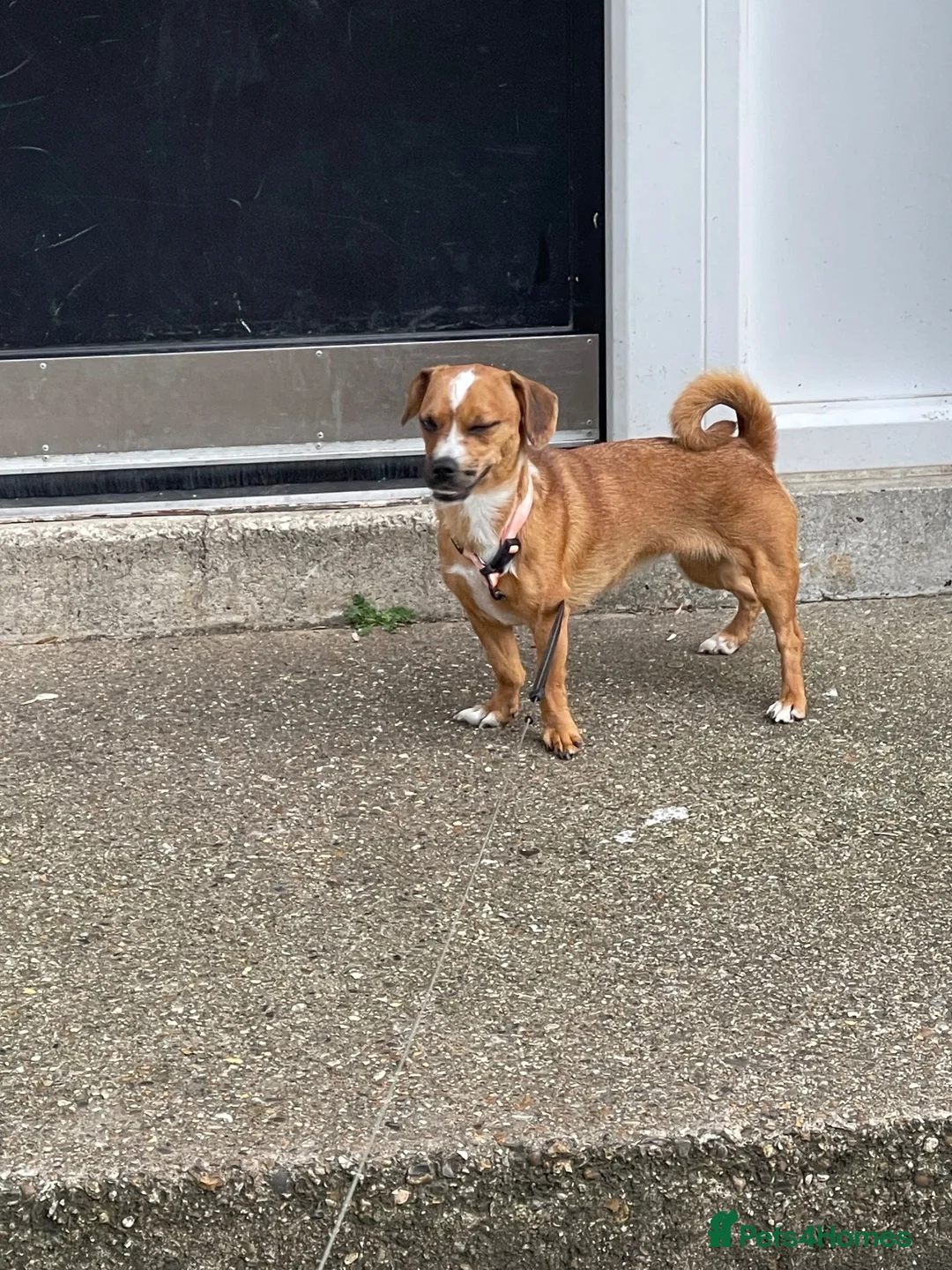Mixed Breed dogs for sale: Dachshund x Pug 8 Months Old Baby Pixy  - Advert 2