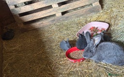 British Giant rabbits for sale: Giant rabbits  - Image 6