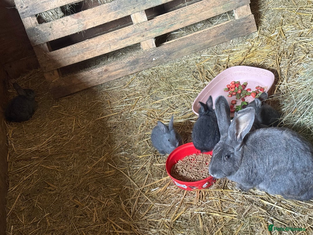 British Giant rabbits for sale: Giant rabbits  - Image 6
