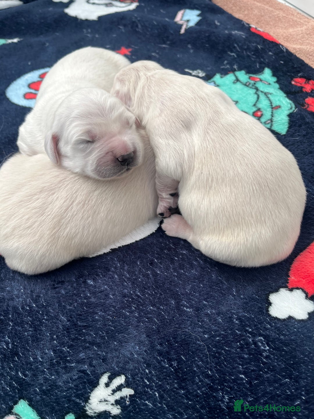 Golden Retriever dogs for sale: 3  Chunky puppies ready 17th December  - Advert 11