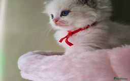 Ragdoll cats for sale: Active TICA princesses 👑❤️🩷💜 - Image 3