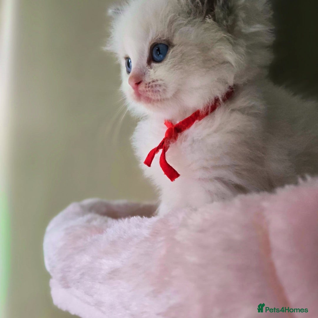 Ragdoll cats for sale: Active TICA princesses 👑❤️🩷💜 - Image 3