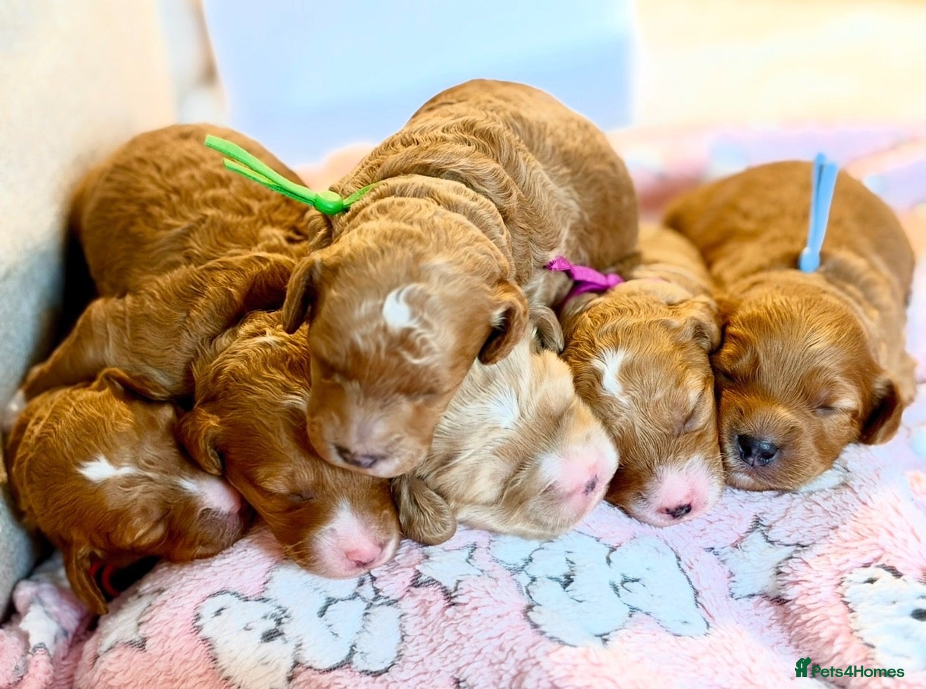 Cockapoo dogs for sale: 6x Toy Cockapoo Pups  - Advert 14
