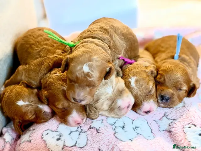 Cockapoo dogs for sale: 6x Toy Cockapoo Pups - Advert 14