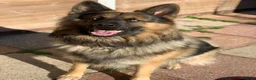 German Shepherd dogs for stud: Zeus available for Stud - Advert 14