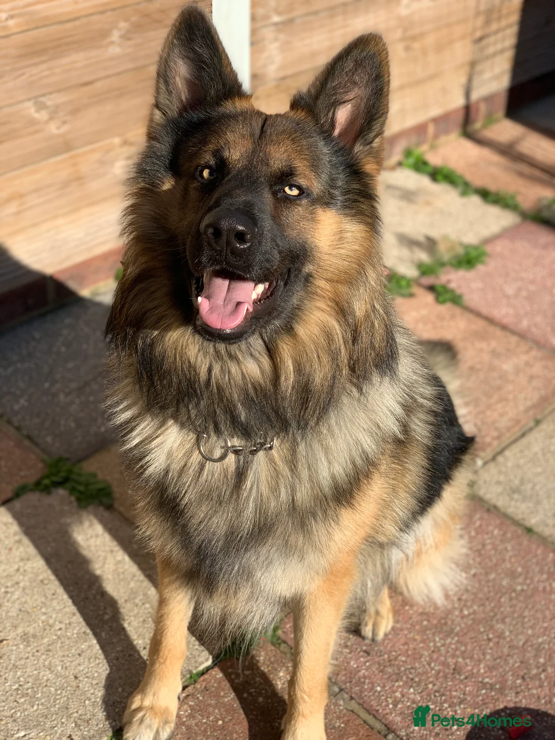 German Shepherd dogs for stud: Zeus available for Stud - Advert 14
