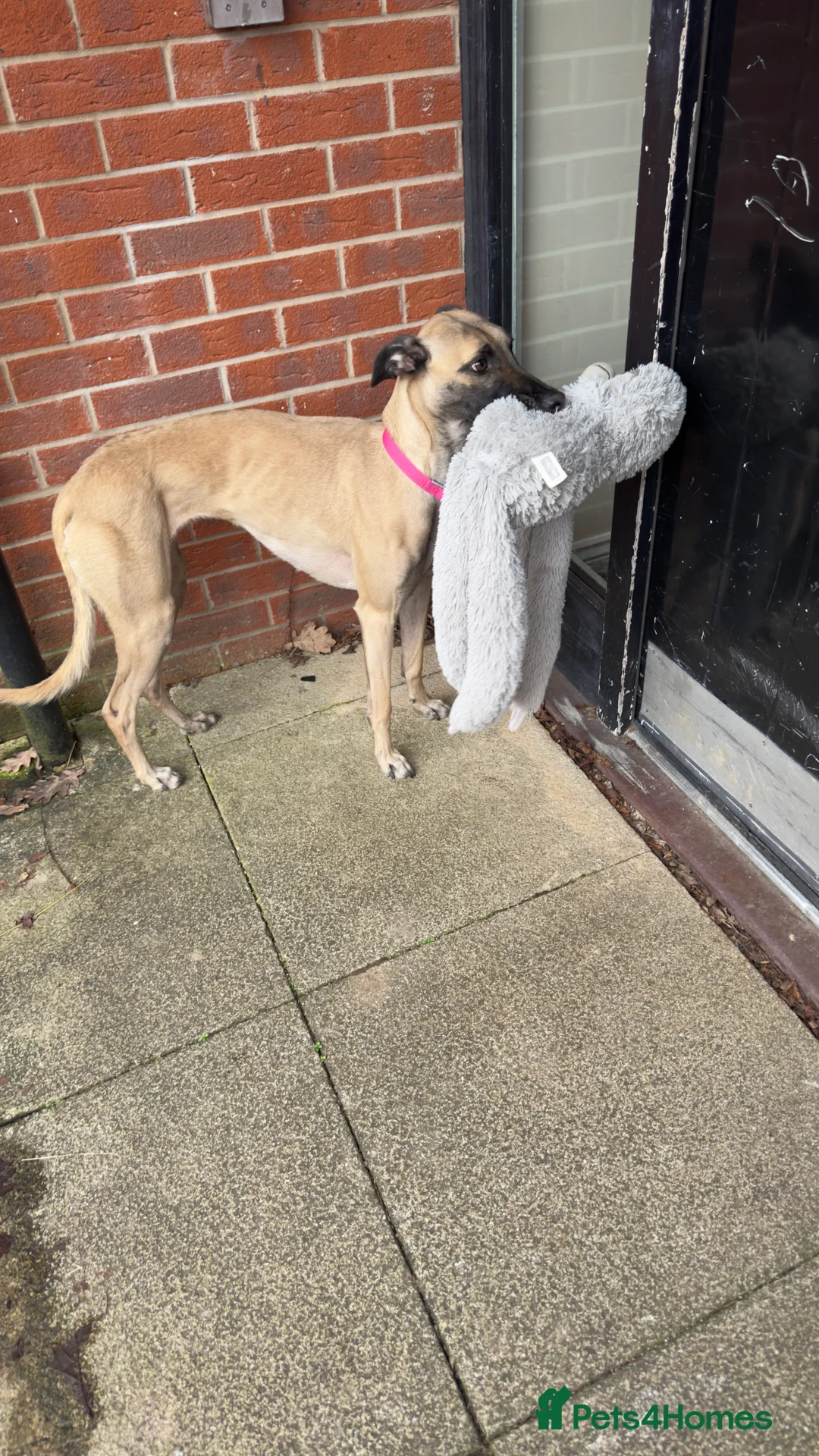 Mixed Breed dogs for sale: Grey/Mali cross - Advert 3