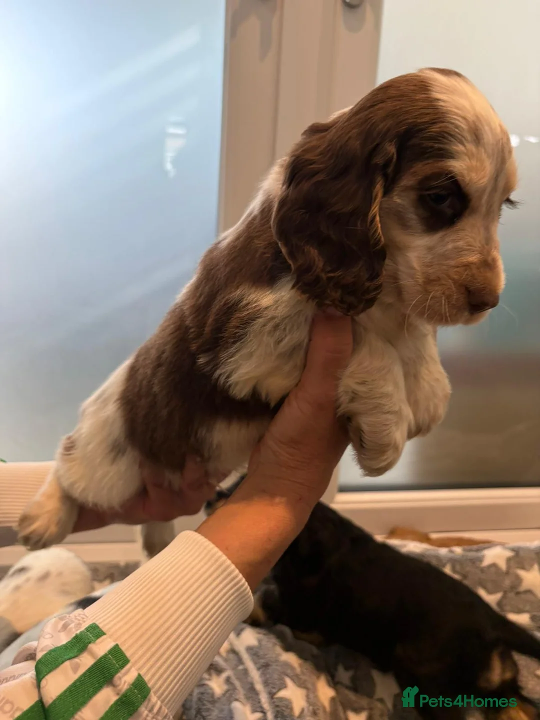 Cocker Spaniel dogs for sale: Stunning Show type KC reg DNA tested clear  - Advert 2