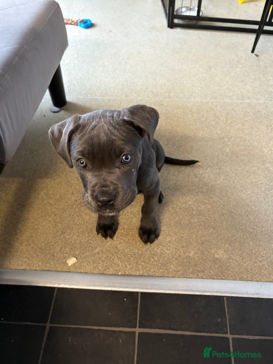 Cane Corso dogs for sale: 1 full blue female cane corso 9wks ready now - Image 2