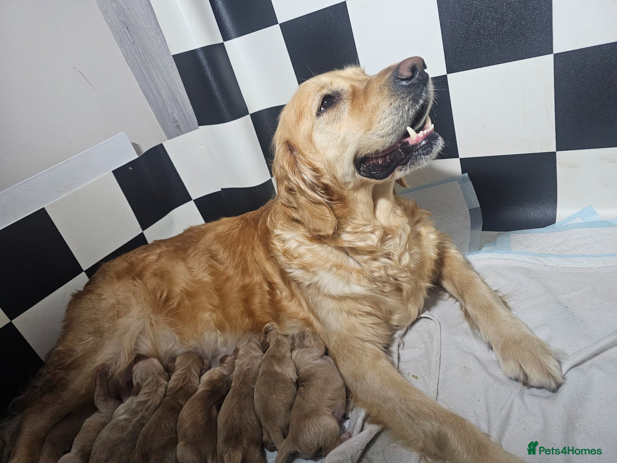 Golden Retriever dogs ✨Beautiful Golden Retrievers puppies! ✨ - Advert 13