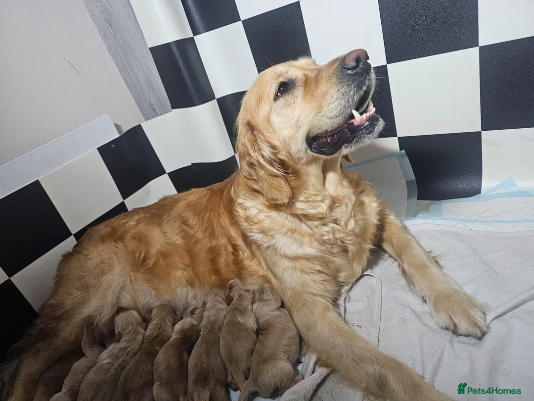 Golden Retriever dogs for sale: ✨Beautiful Golden Retrievers puppies! ✨ - Advert 1
