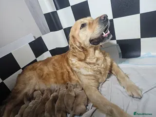 Golden Retriever dogs ✨Beautiful Golden Retrievers puppies! ✨ - Advert 13