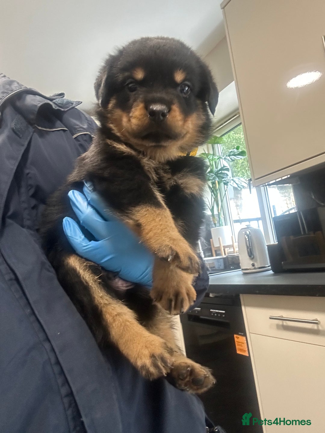 Rottweiler dogs for sale: Kc Registered Rottwiler Puppies  - Image 13