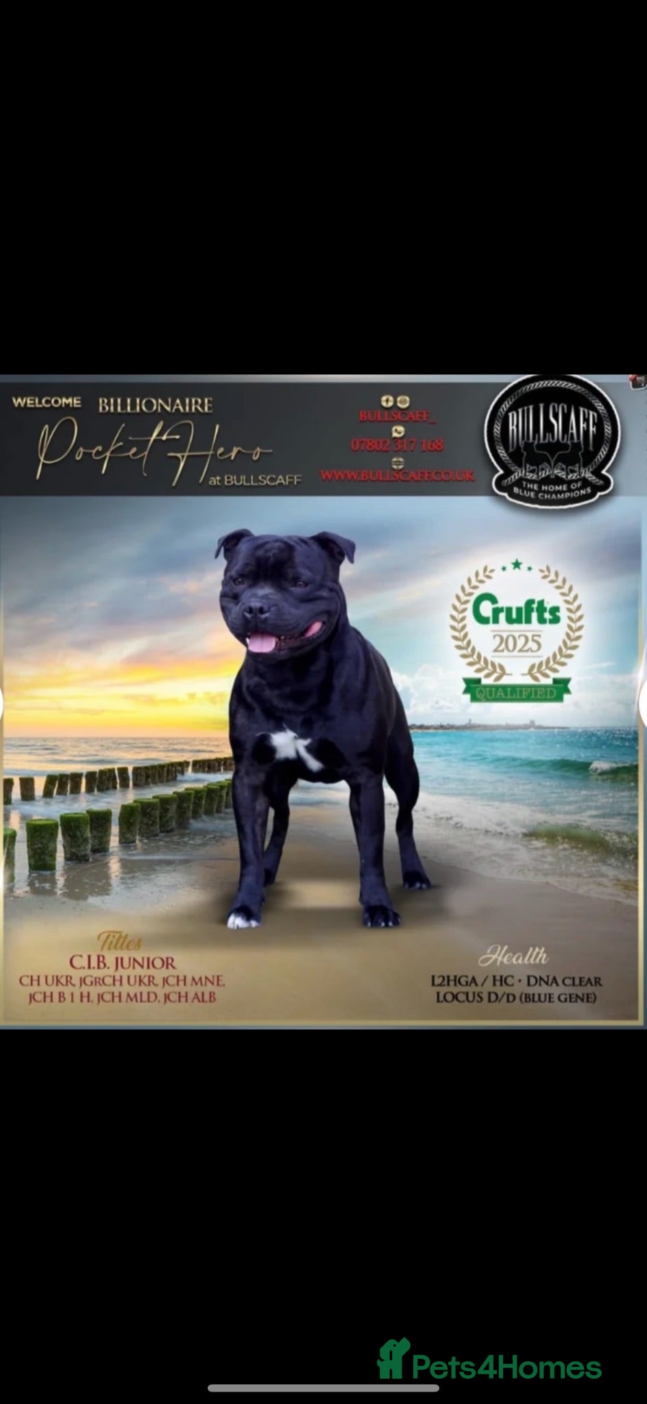 Staffordshire Bull Terrier dogs Stunning Litter 🖤💙 CH Bill & Nova - Advert 17