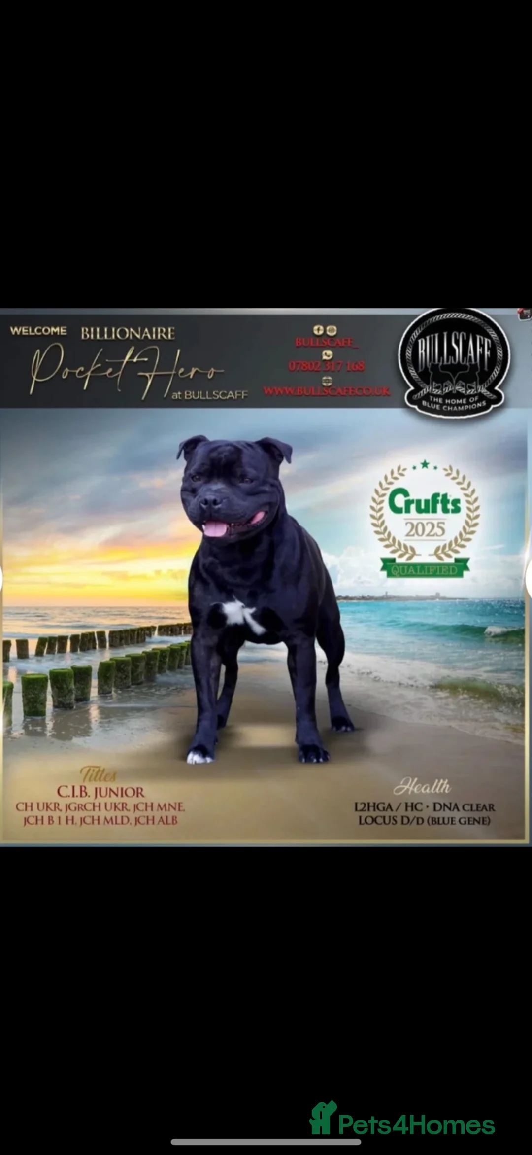 Staffordshire Bull Terrier dogs for sale: 🖤LAST BOY🖤 CH Bill & Nova - Advert 1