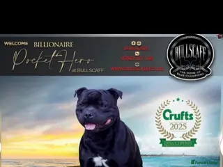 Staffordshire Bull Terrier dogs Stunning Litter 🖤💙 CH Bill & Nova - Advert 17