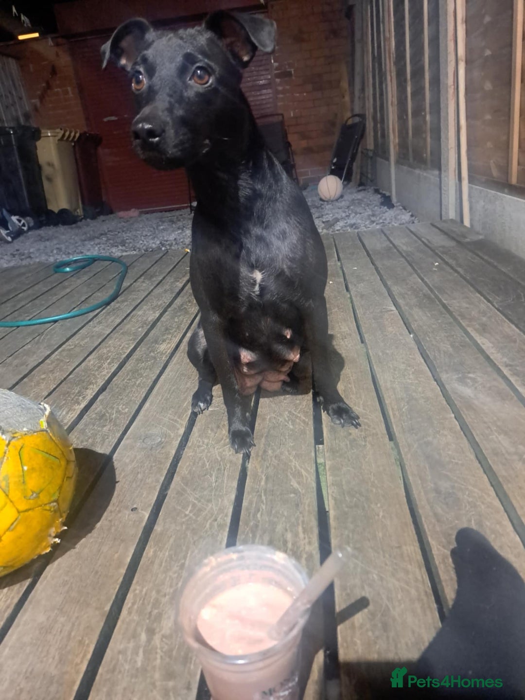 Patterdale Terrier dogs for sale: Patterdale pups - Image 33