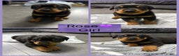 Rottweiler dogs for sale: CHUNKY PURE BRED ROTTWEILERS  - Advert 5