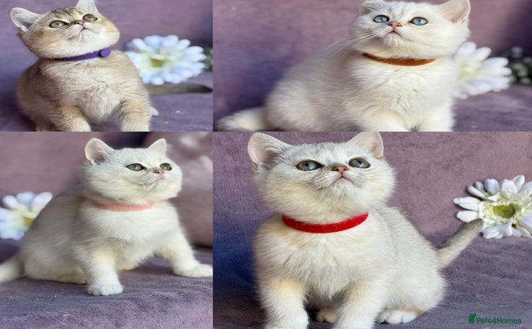 British Shorthair cats - Advert 2