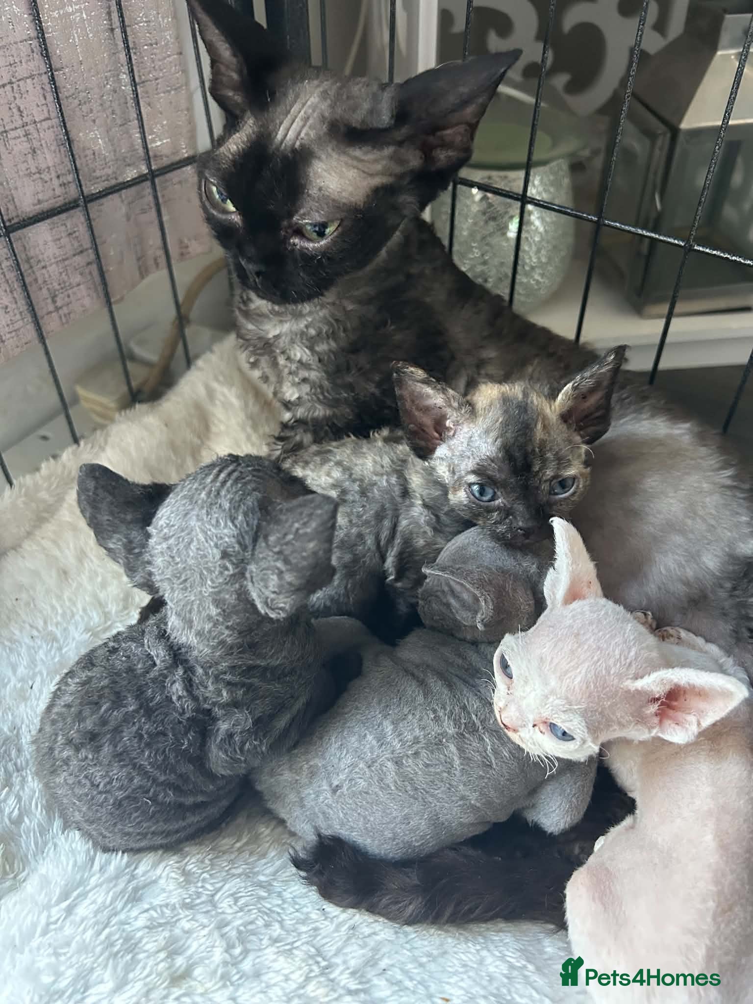 Devon Rex cats Fife reg Devon Rex kittens  - Advert 21