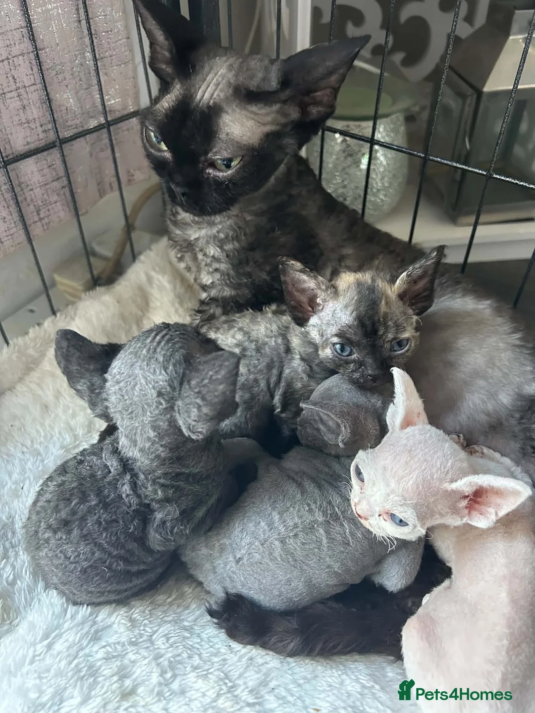 Devon Rex cats for sale: Gorgeous Devon Rex kittens - Advert 2