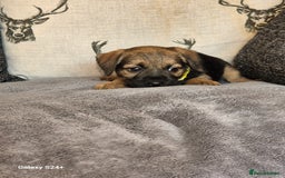 Border Terrier dogs for sale: Stunning border terrier puppys - Image 7