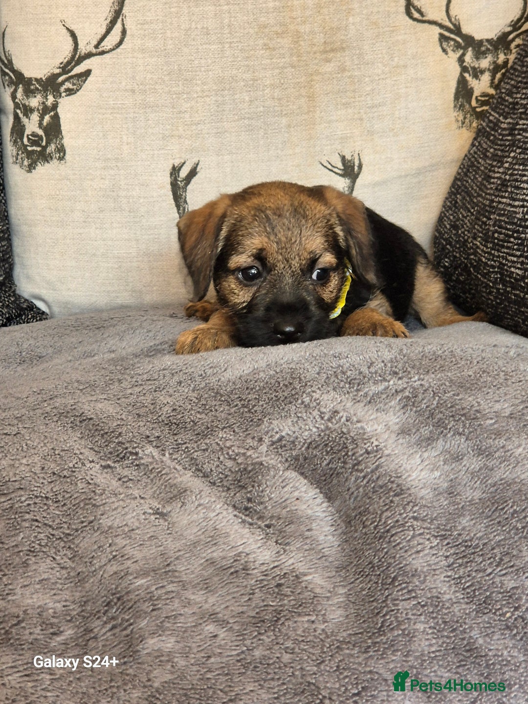 Border Terrier dogs for sale: Stunning border terrier puppys - Image 7