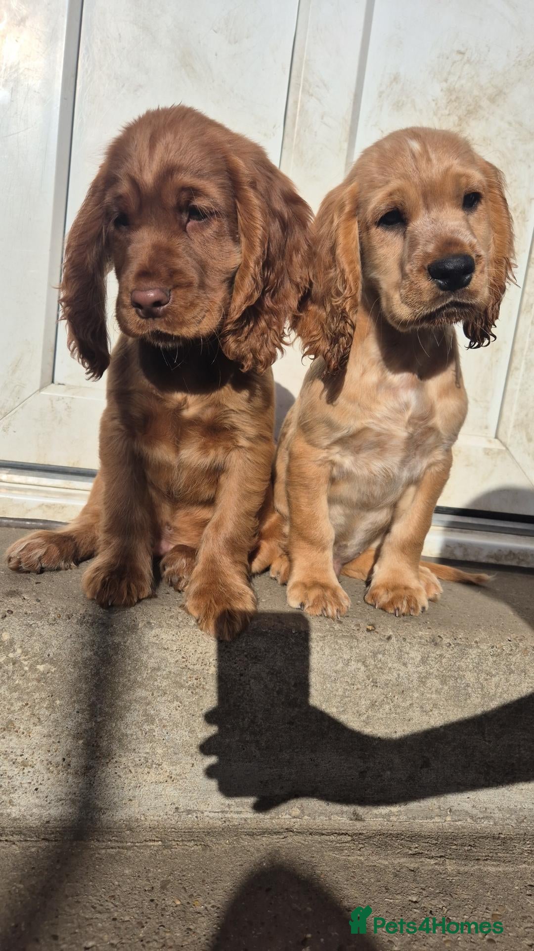 Cocker Spaniel dogs Cocker spaniels Barnsley area - Advert 1