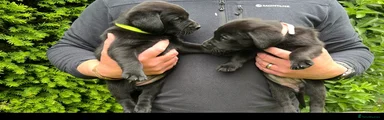 Labrador Retriever Puppy 5