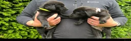 Labrador Retriever dogs for sale: RKC Black Labrador Puppies for Sale - Advert 19