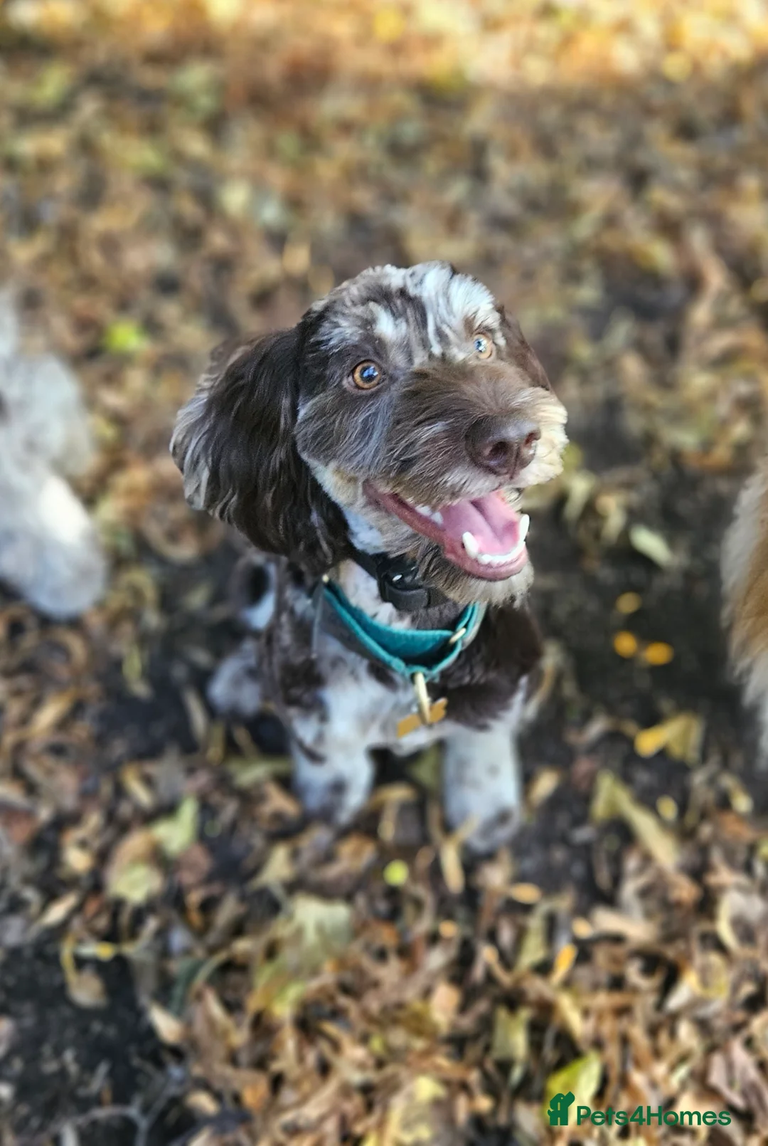 Cockapoo dogs for stud: Multigen Harlequin Merle Cockapoo at Stud in Manchester - Advert 3